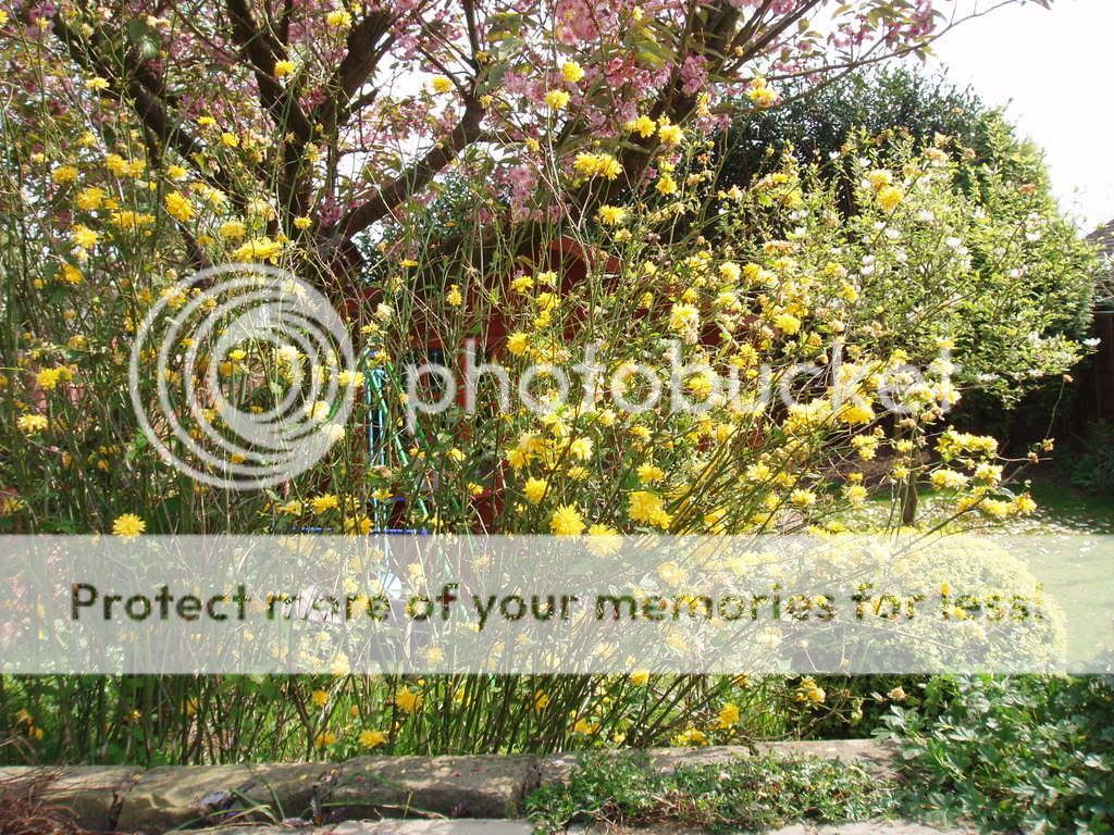 http://i232.photobucket.com/albums/ee192/thebear843/Garden/006-2.jpg