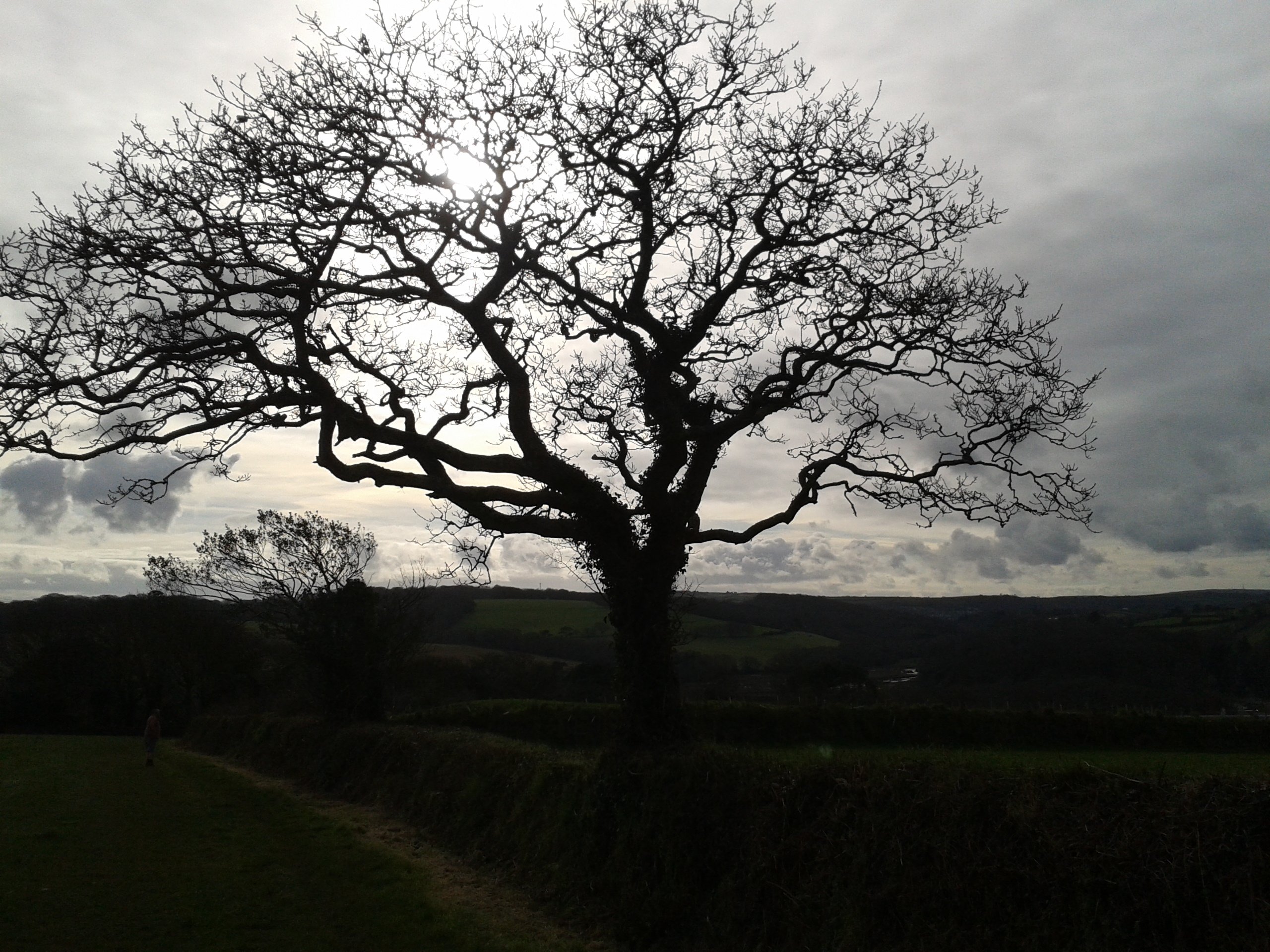 BRAMBLE2