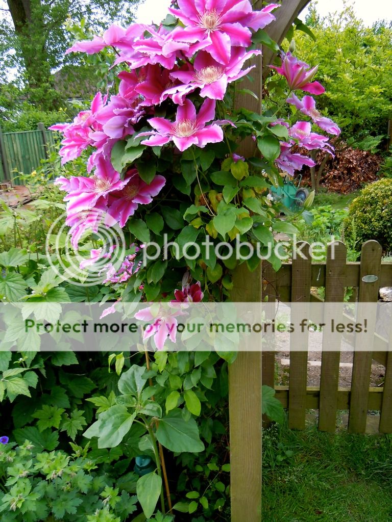 http://i232.photobucket.com/albums/ee192/thebear843/Garden/Clematis2_zpsmwc6ll06.jpg