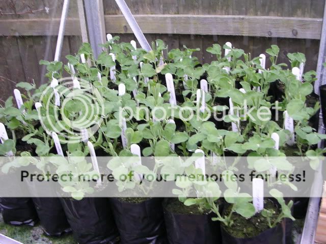 http://i27.photobucket.com/albums/c186/DavidKnapper/DSCN0862.jpg