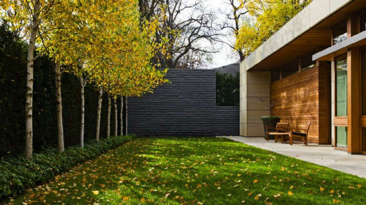 Gardening 101 Birch Tree - Gardenista