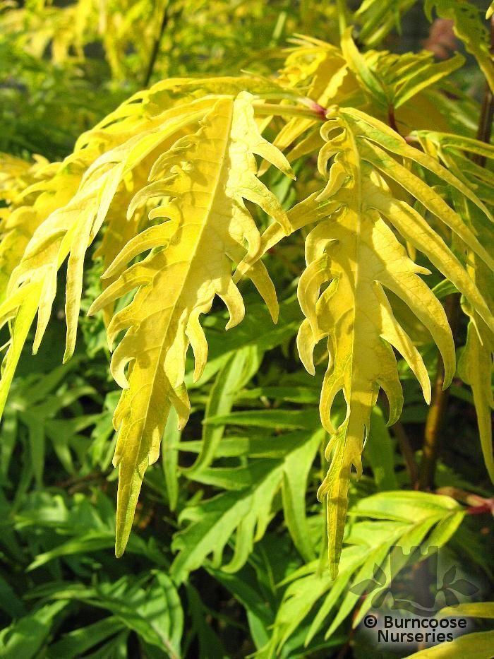 Sambucus Racemosa Sutherland Gold from Burncoose Nurseries