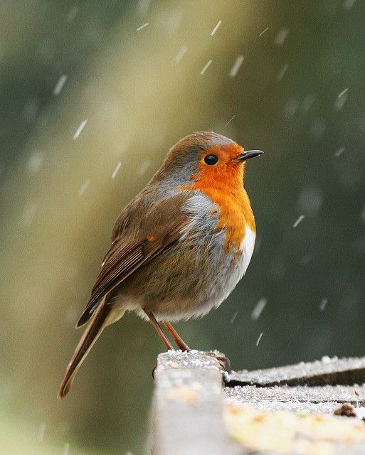100 Robin photos ideas  pet birds beautiful birds pretty birds
