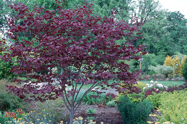 Image result for cercis forest pansy