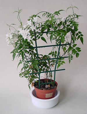 http://upload.wikimedia.org/wikipedia/commons/thumb/d/d1/Jasminum_polyanthum_IP0204063.jpg/300px-Jasminum_polyanthum_IP0204063.jpg