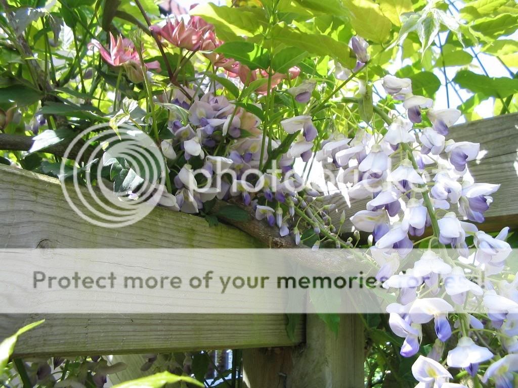 http://i1145.photobucket.com/albums/o502/lavenderlady1/IMG_1823.jpg