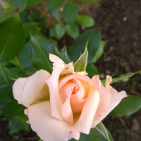 Roseanna09