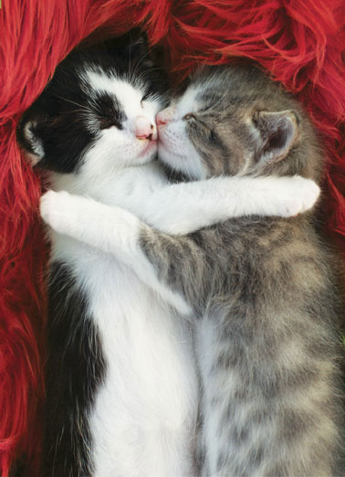 Image result for Cats Valentines Day Images
