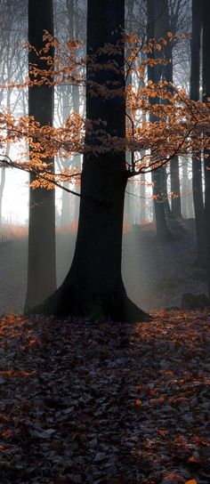 Image result for Beautiful Autumn evenings