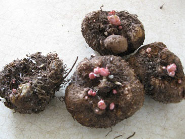 http://redoubtreporter.files.wordpress.com/2011/03/begonia-tubers.jpg