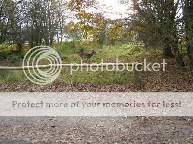http://i27.photobucket.com/albums/c186/DavidKnapper/Autumn%20Tints/PB070018.jpg