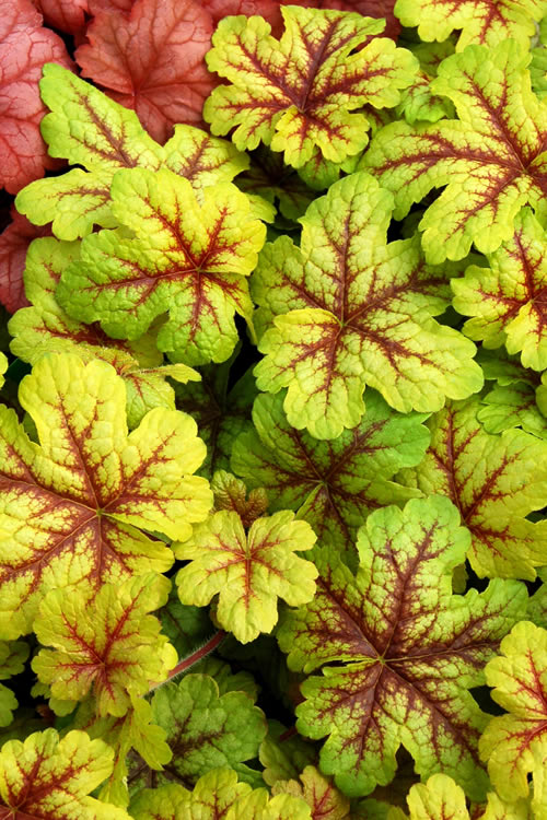 Image result for heucherella