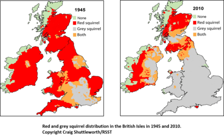 Image result for map of red squirrels in uk