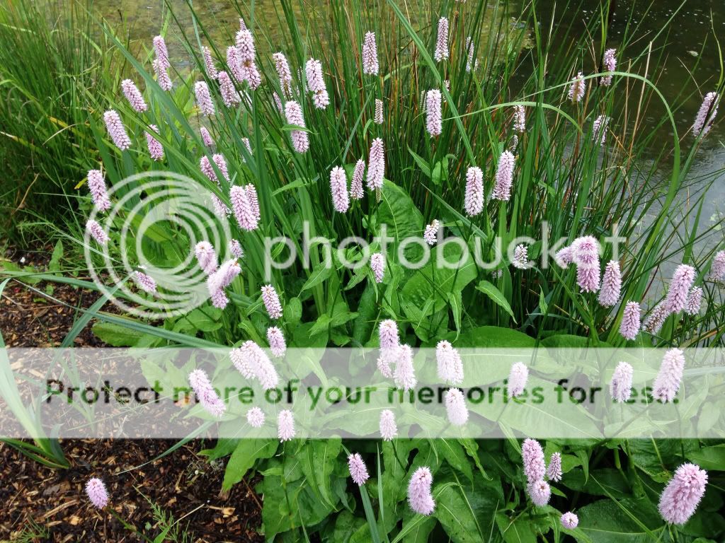 http://i1368.photobucket.com/albums/ag165/jdoherty1976/4e059f89fd7767a60da810b78ecc0803_zps300c97e3.jpg