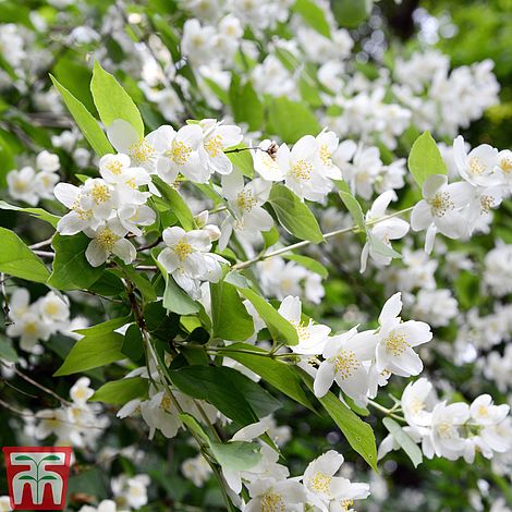 Image result for philadelphus virginal