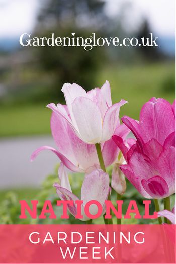 National gardening week  Tulips Plant cuttings Garden help