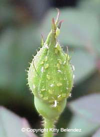 http://scvrs.homestead.com/files/Aphids_017f_200web_C_kbelendez.jpg