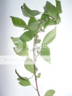 http://i170.photobucket.com/albums/u263/lynnandste/SAM_5258.jpg