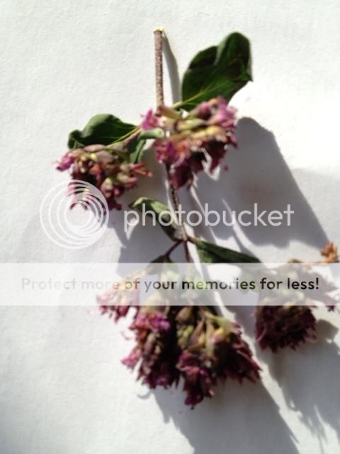 http://i1169.photobucket.com/albums/r507/davesimpy/photo_zpsa7c9cc8a.jpg