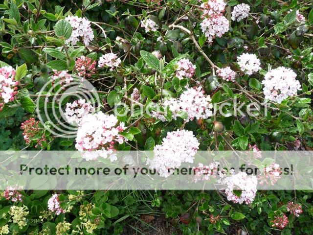 http://i703.photobucket.com/albums/ww32/Owdboggy/May%202013%20Garden/MayGarden2013009ViburnumMowhawk.jpg