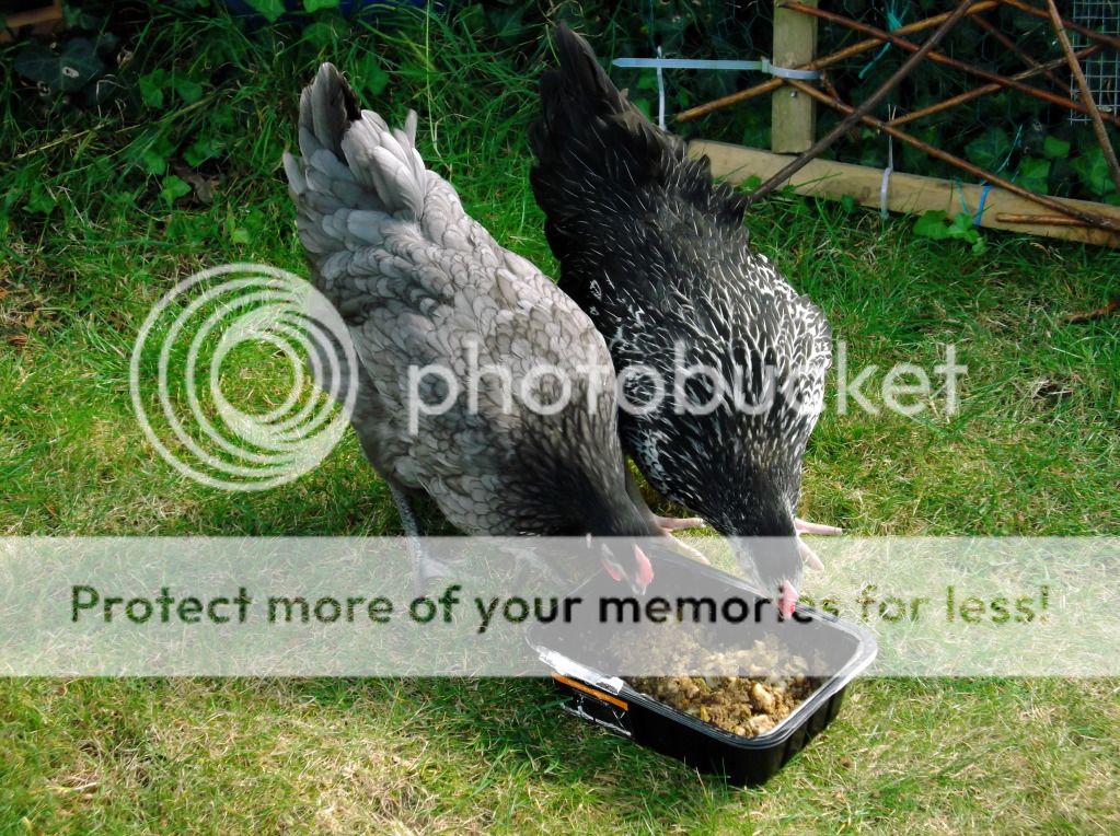 http://i1143.photobucket.com/albums/n627/thedogcody/chickens%2018th%20september%202012/DSCF3317.jpg