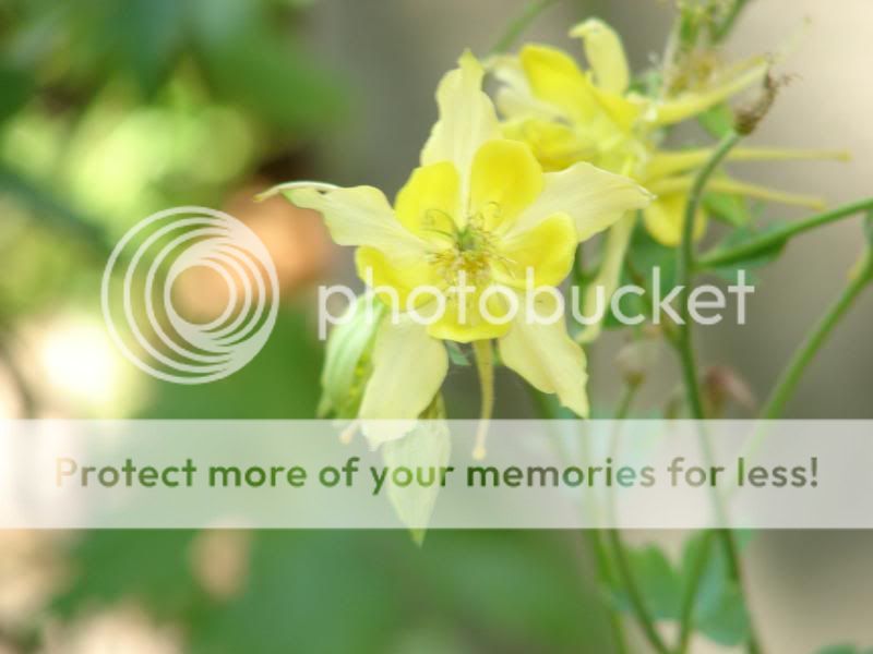 http://img.photobucket.com/albums/v11/otnorot/All%20plants/009-4.jpg
