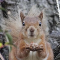 Squirrelnutter