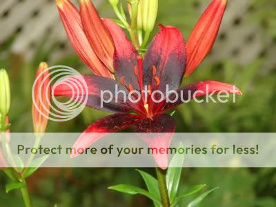 http://img.photobucket.com/albums/v11/otnorot/All%20plants/039-4-2.jpg
