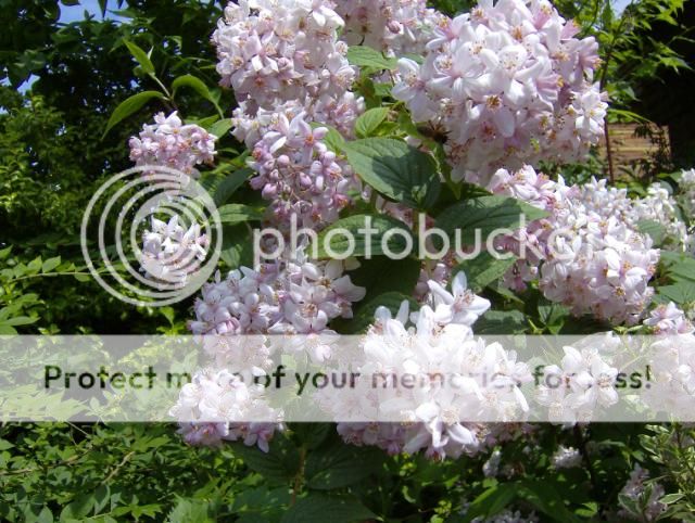 http://i1131.photobucket.com/albums/m551/lilylouise1/bees012.jpg