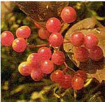 framble36