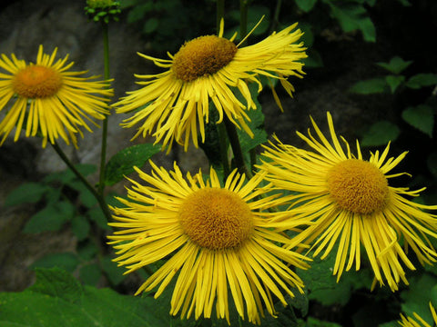 http://cdn.shopify.com/s/files/1/0200/1018/products/inula-helenium11_large.jpg?1048