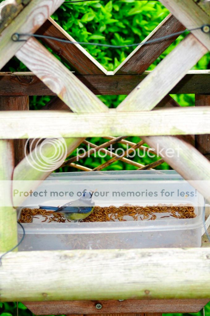 http://i232.photobucket.com/albums/ee192/thebear843/Garden/_DSC0859_zpsgvfpr1xk.jpg