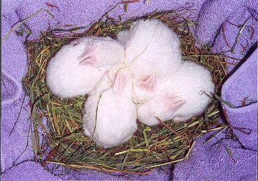 Image result for white baby rabbits images