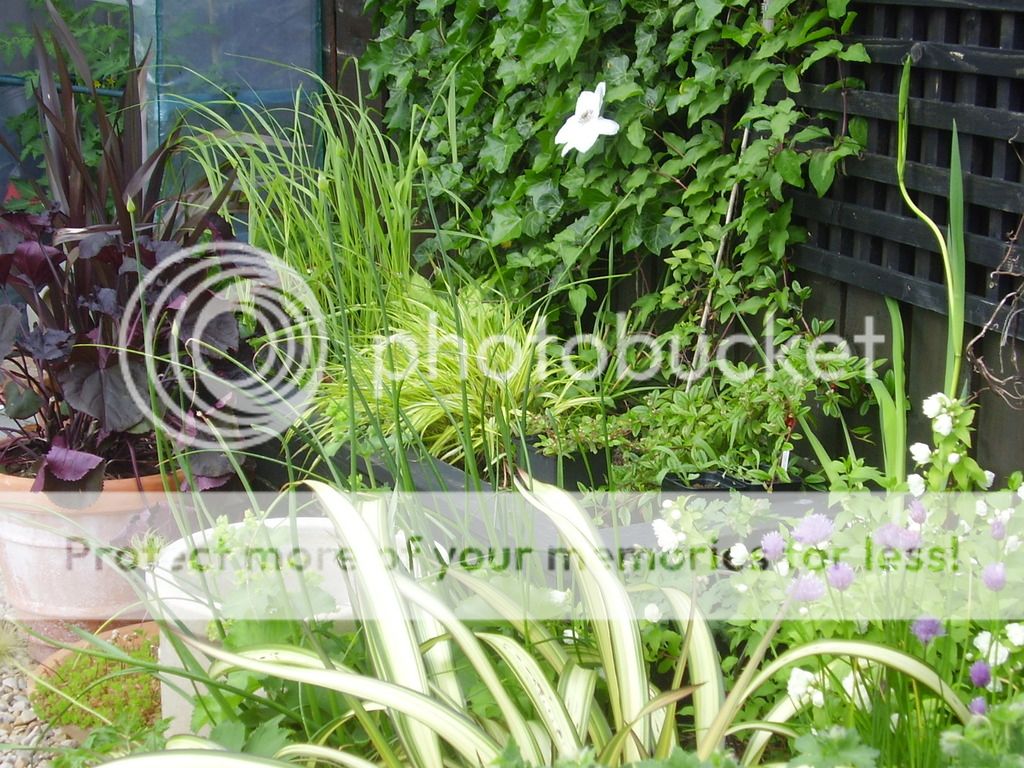 http://i1331.photobucket.com/albums/w595/fairygirl55/P6190028_zpsdhfk1muf.jpg