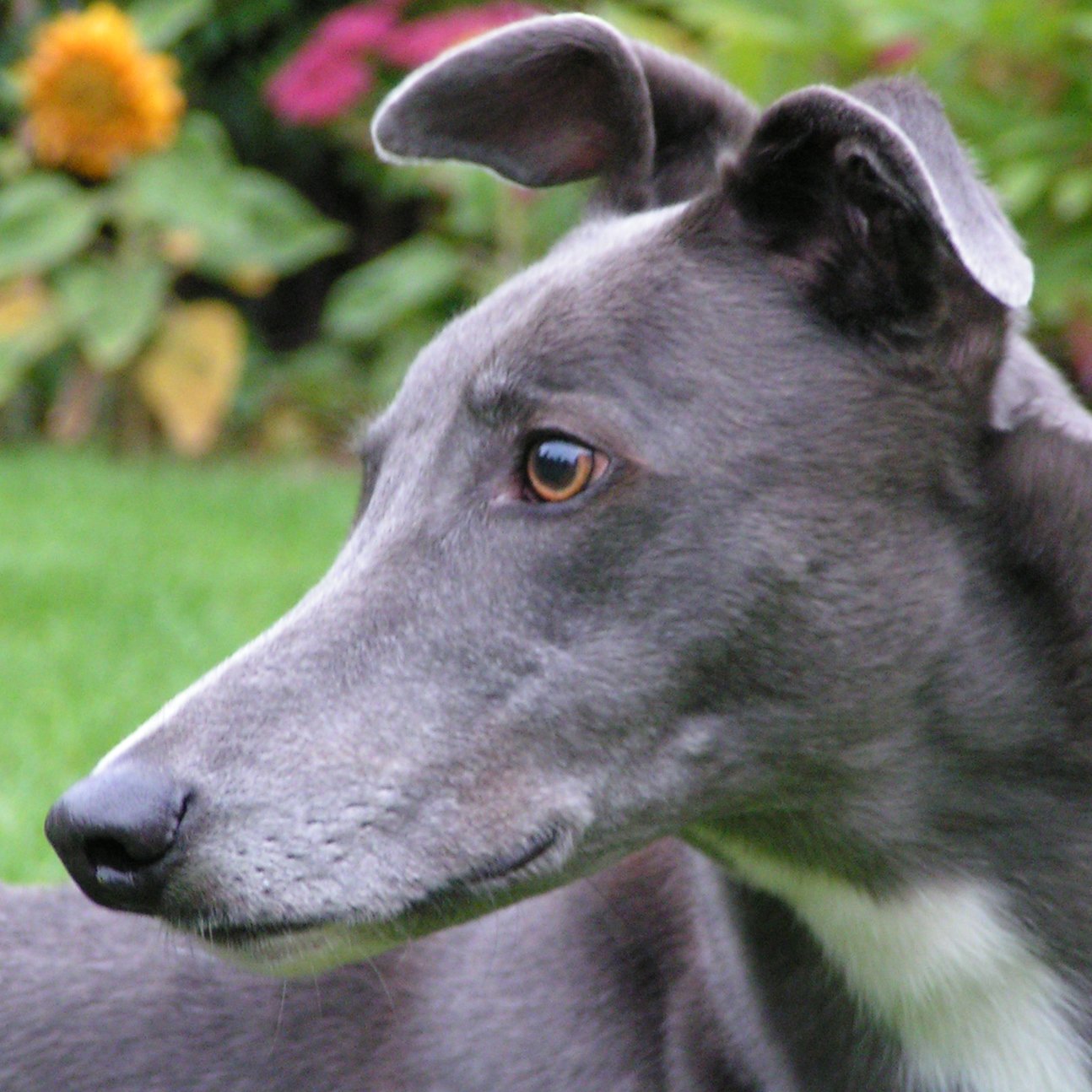 Greyhound Retreat