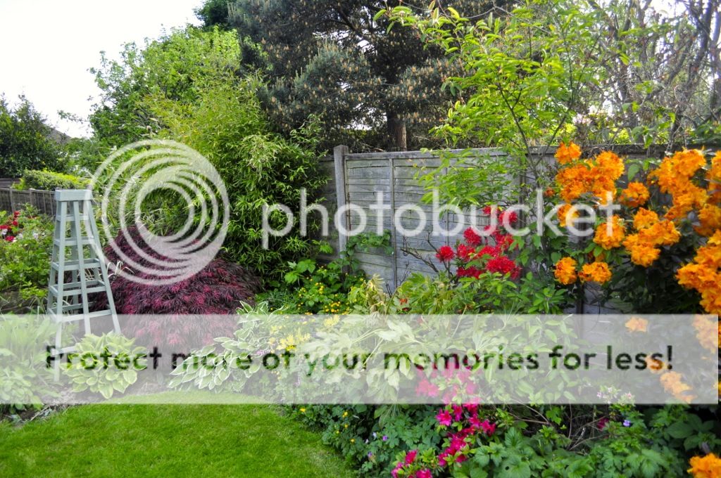http://i232.photobucket.com/albums/ee192/thebear843/Garden/file_zpsbbc726d7.jpg