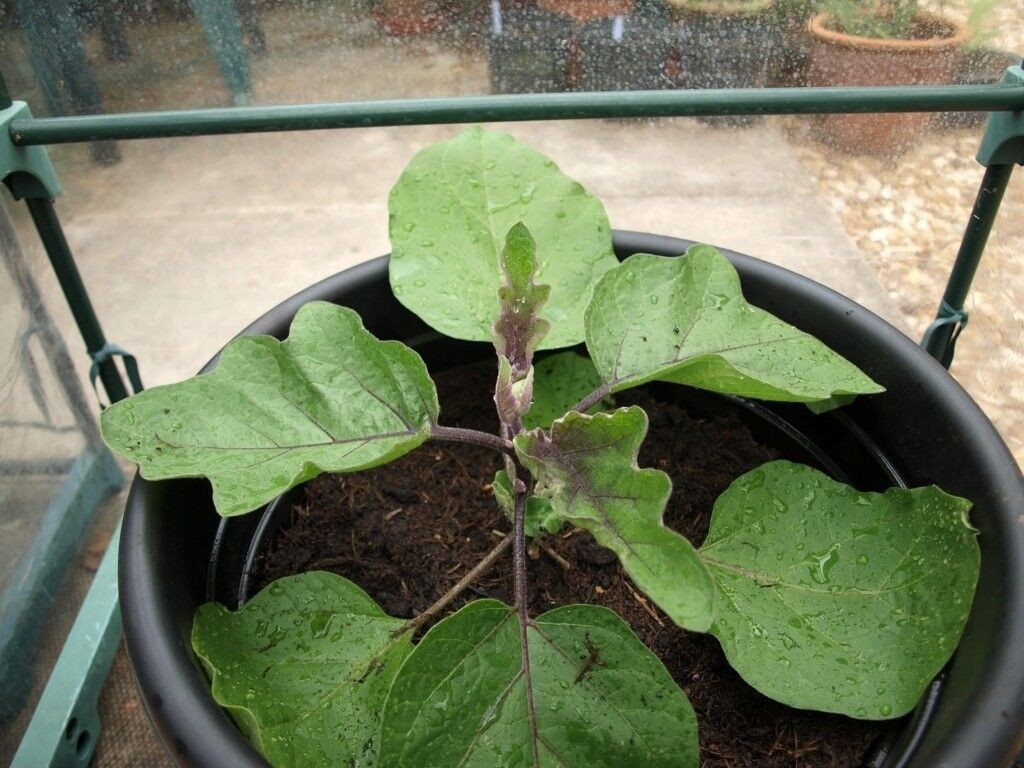 Image result for aubergine plant