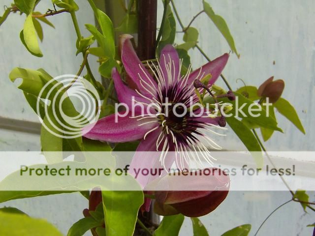 http://i1131.photobucket.com/albums/m551/lilylouise1/sunflowers017-1.jpg