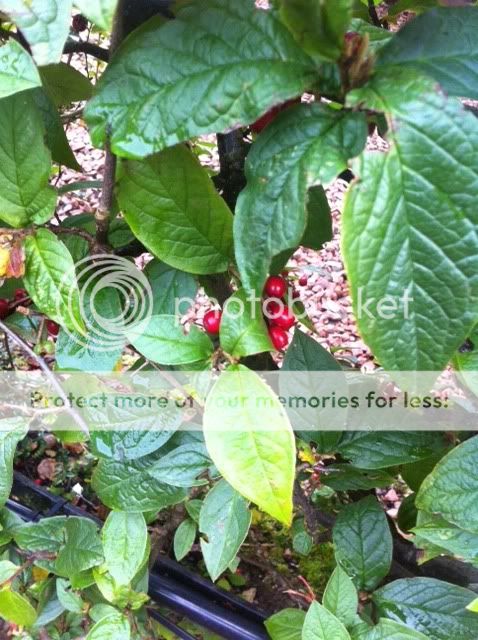 http://i1303.photobucket.com/albums/ag145/james_gardener/berries_zpsb780a841.jpg
