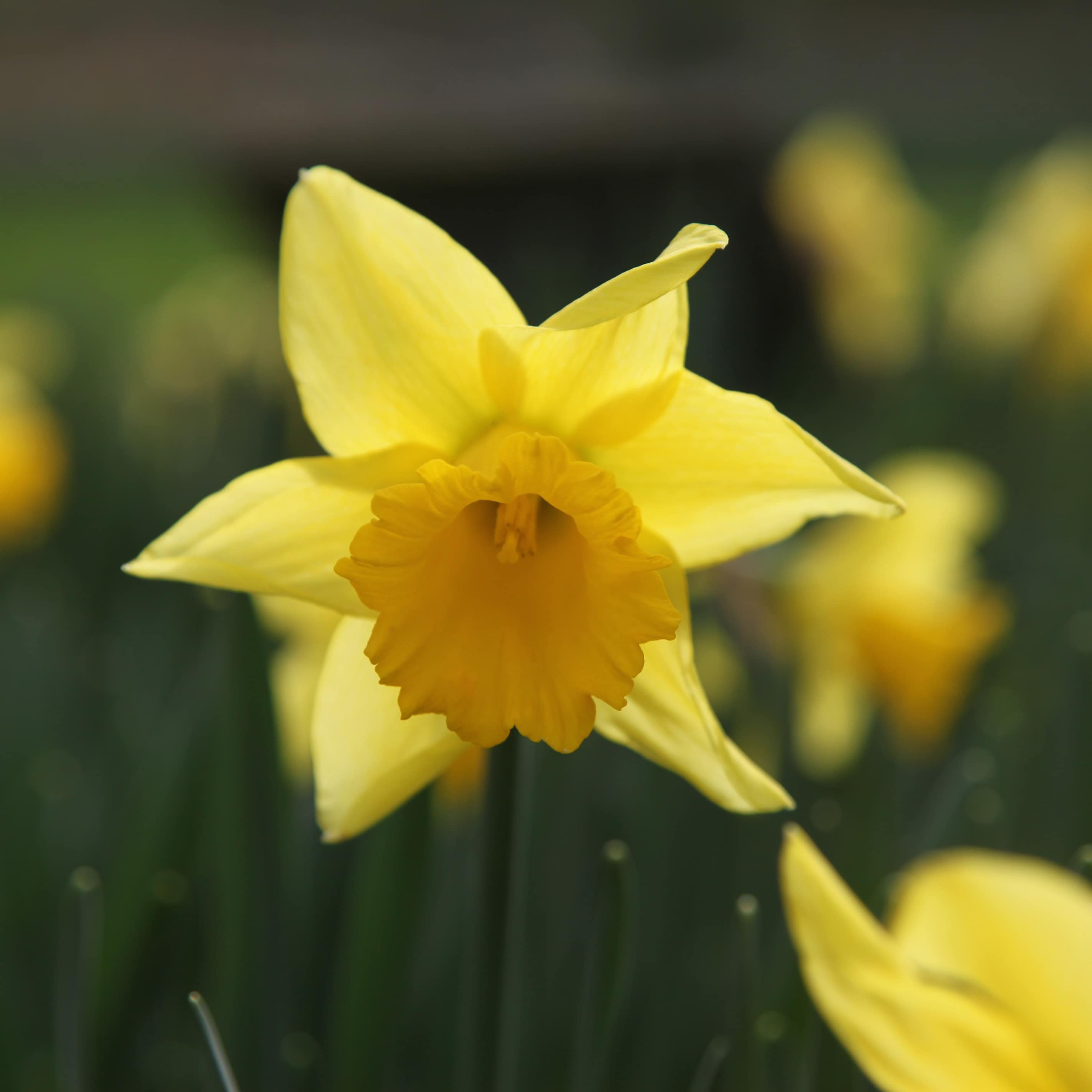 Narcissus Rijnvelds Early Sensation