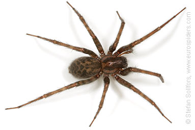 http://www.eurospiders.com/tegenaria_domestica_0238.jpg