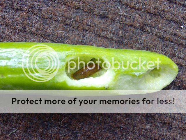 http://i1131.photobucket.com/albums/m551/lilylouise1/slug017.jpg