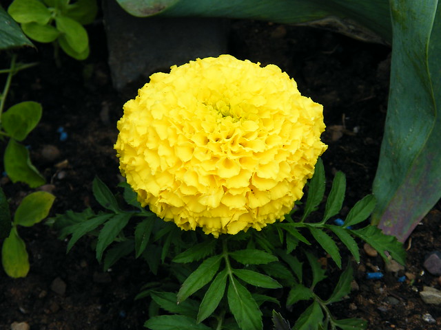 http://farm4.staticflickr.com/3718/9031053569_5945d400cf_z.jpg
