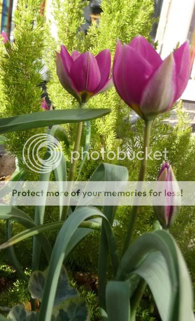 http://i72.photobucket.com/albums/i179/Cheerypeabrain/2013/P1050135_zps7c57bdcc.jpg