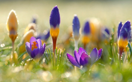 Image result for wonderful spring morning images