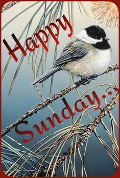 640 SUNDAY ideas in 2021  sunday happy sunday quotes sunday greetings