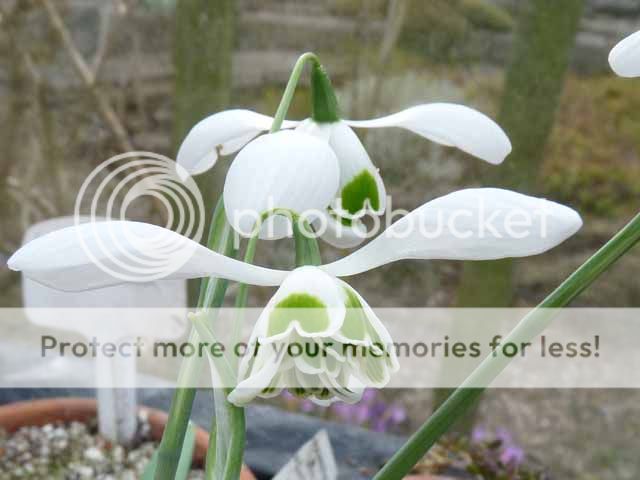 http://i703.photobucket.com/albums/ww32/Owdboggy/February%202015/Galanthus%20Ophelia.jpg