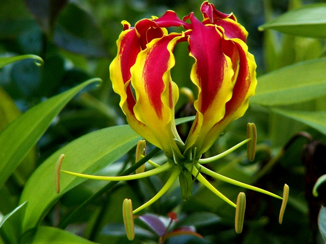 http://4.bp.blogspot.com/-9ckqzGflBjo/UealC9J1vRI/AAAAAAAATzw/rJcOcm9tNUg/s640/glory+liy.jpg