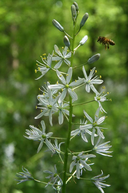 http://ohioplants.org/wp-content/uploads/2012/04/Camassia-scilloides-raceme.jpg
