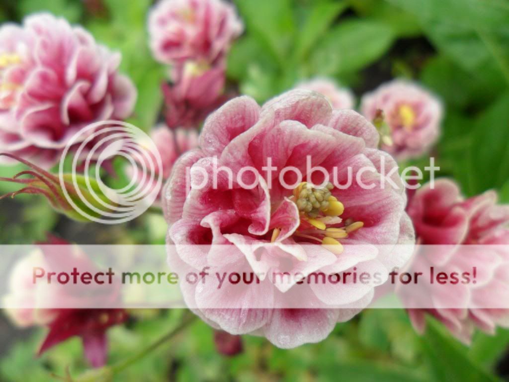 http://i1264.photobucket.com/albums/jj493/sversteynen/SAM_4343_zps79b402a1.jpg